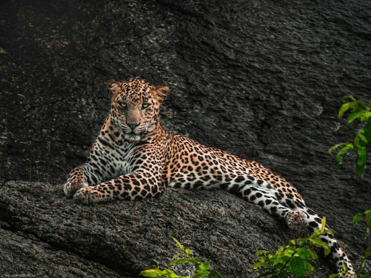 Jawai Leopard Villa 비자푸르 외부 사진