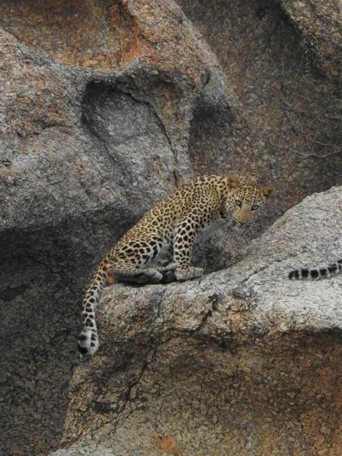 Jawai Leopard Villa 비자푸르 외부 사진