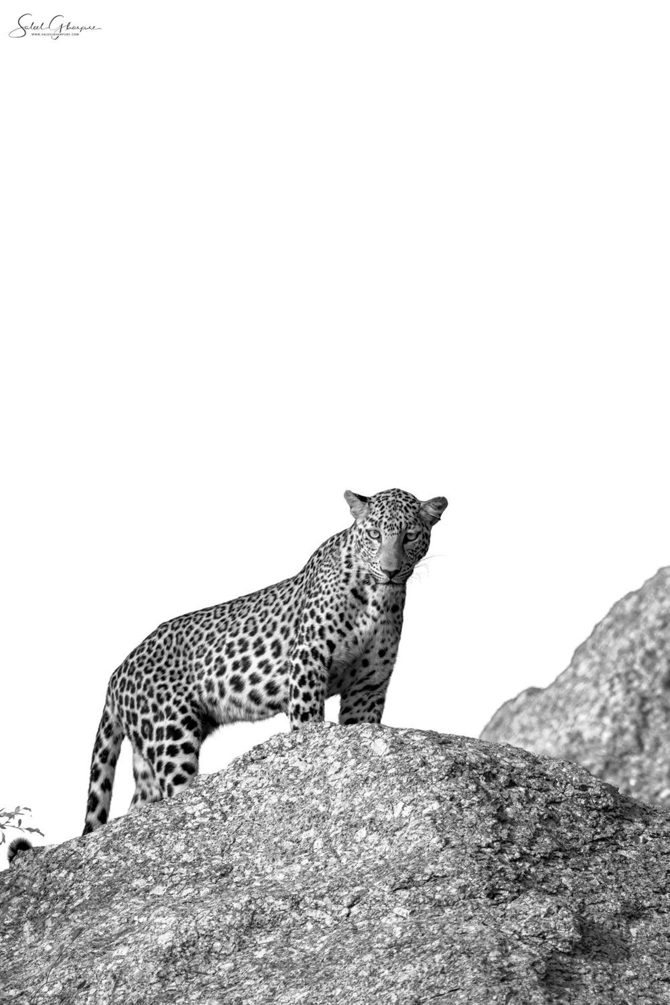 Jawai Leopard Villa 비자푸르 외부 사진